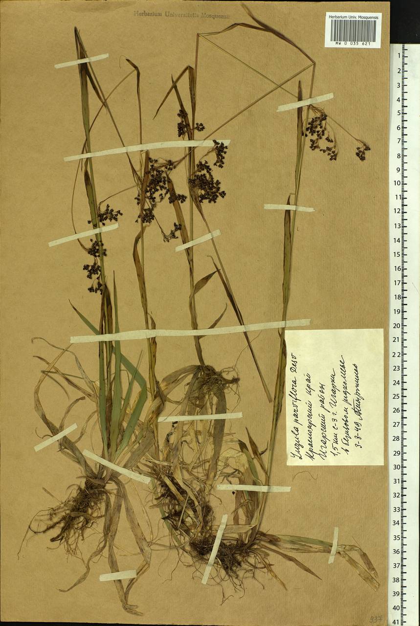 Luzula parviflora (Ehrh.) Desv., Siberia, Central Siberia (S3) (Russia)