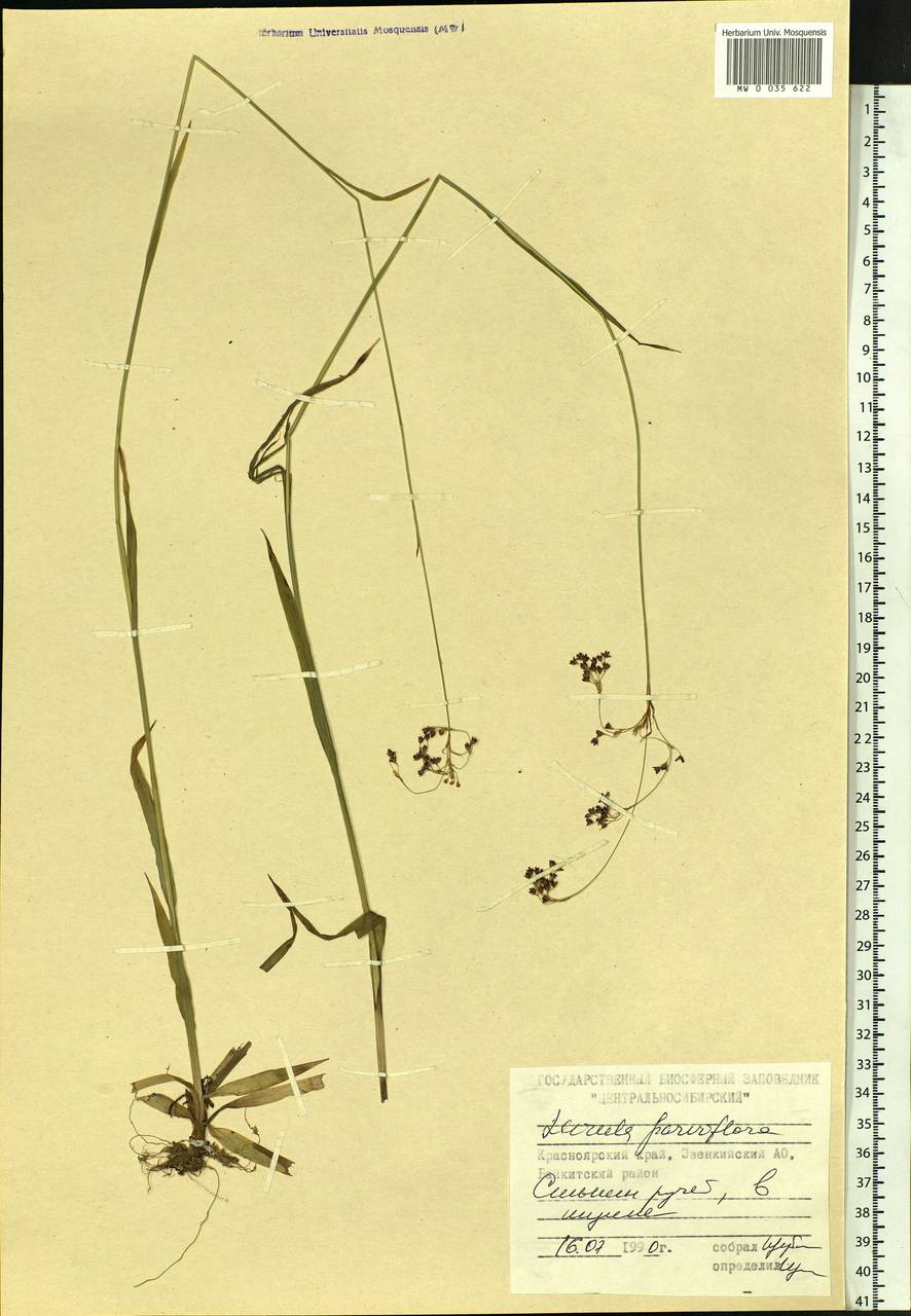 Luzula parviflora (Ehrh.) Desv., Siberia, Central Siberia (S3) (Russia)
