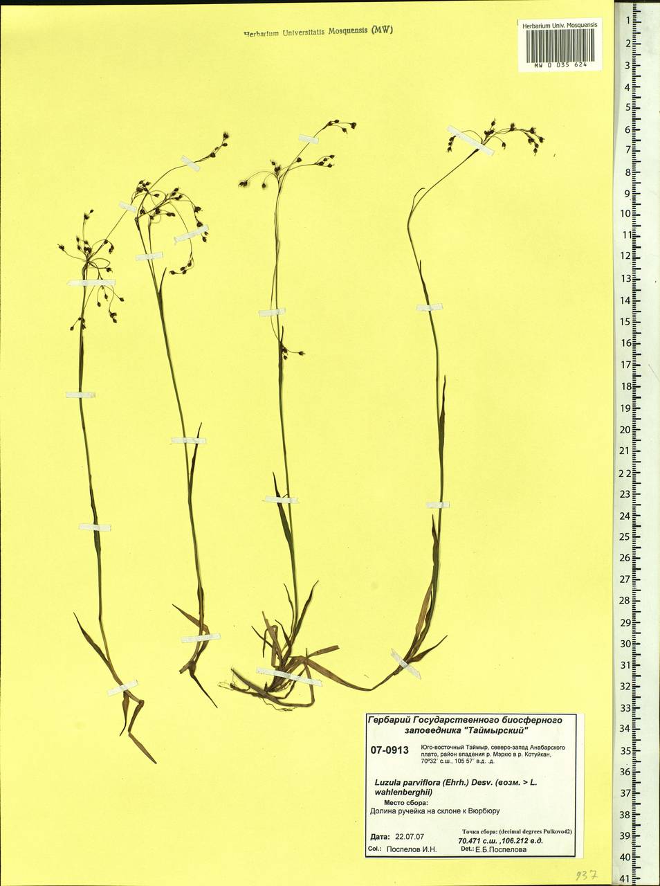 Luzula parviflora (Ehrh.) Desv., Siberia, Central Siberia (S3) (Russia)