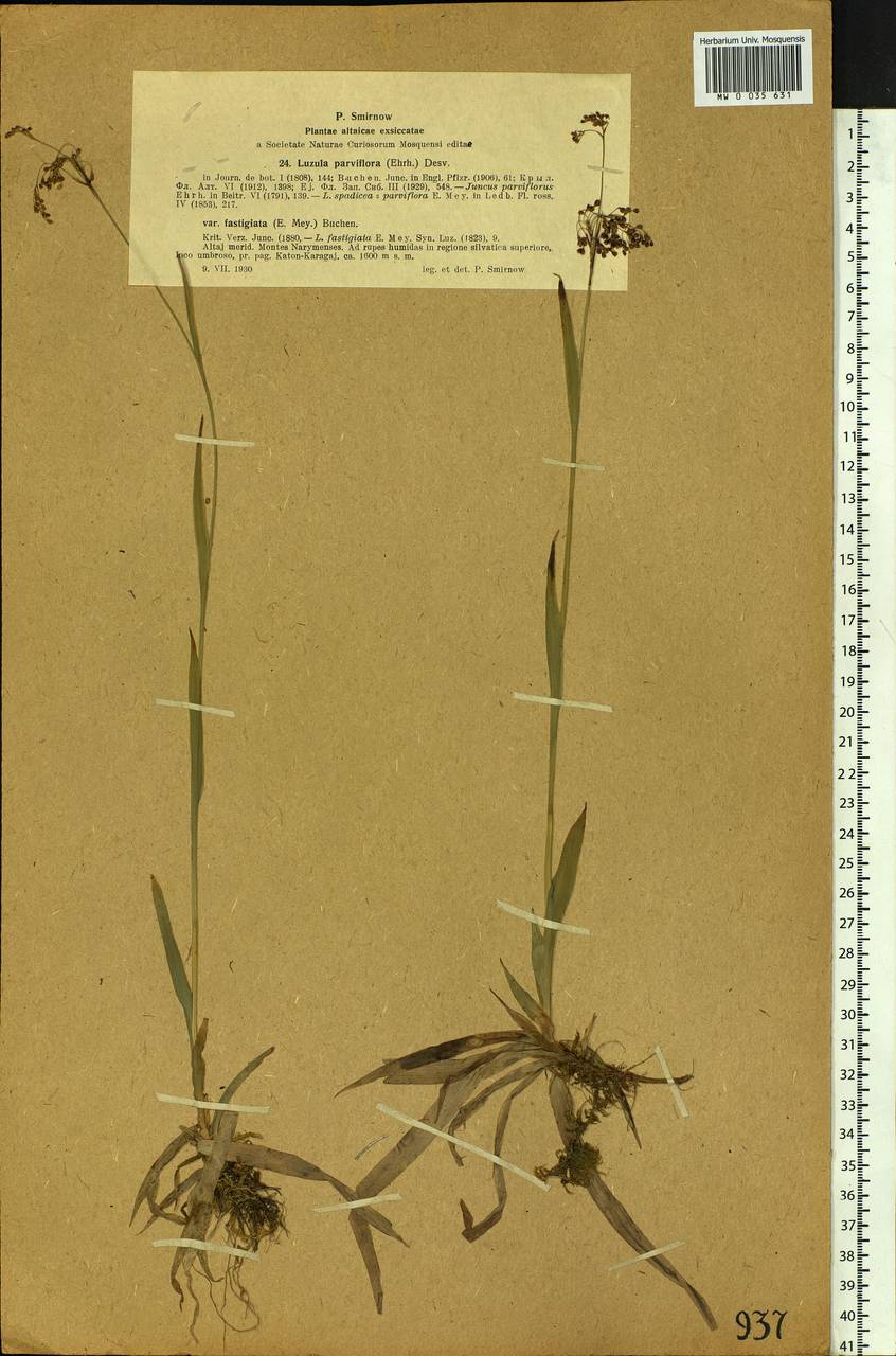 Luzula parviflora (Ehrh.) Desv., Siberia, Western (Kazakhstan) Altai Mountains (S2a) (Kazakhstan)