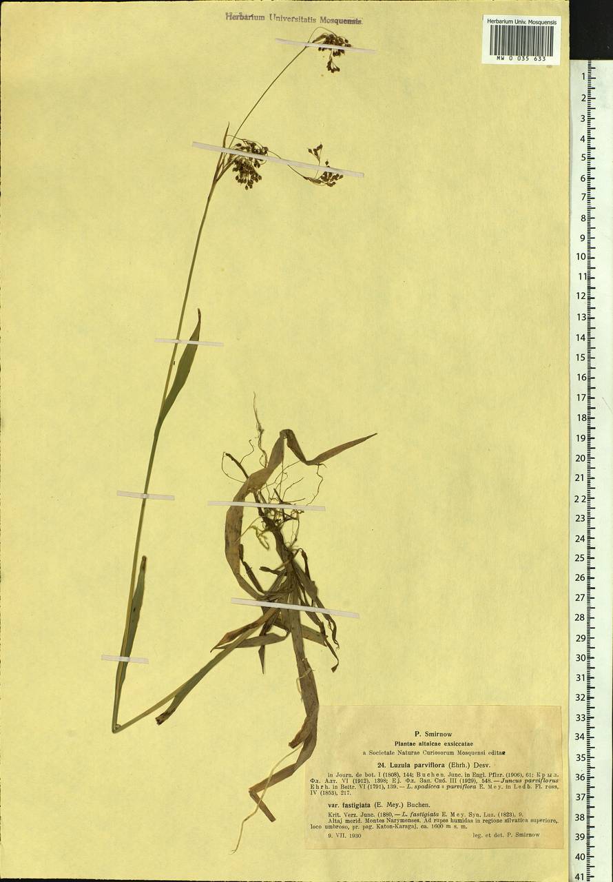 Luzula parviflora (Ehrh.) Desv., Siberia, Western (Kazakhstan) Altai Mountains (S2a) (Kazakhstan)
