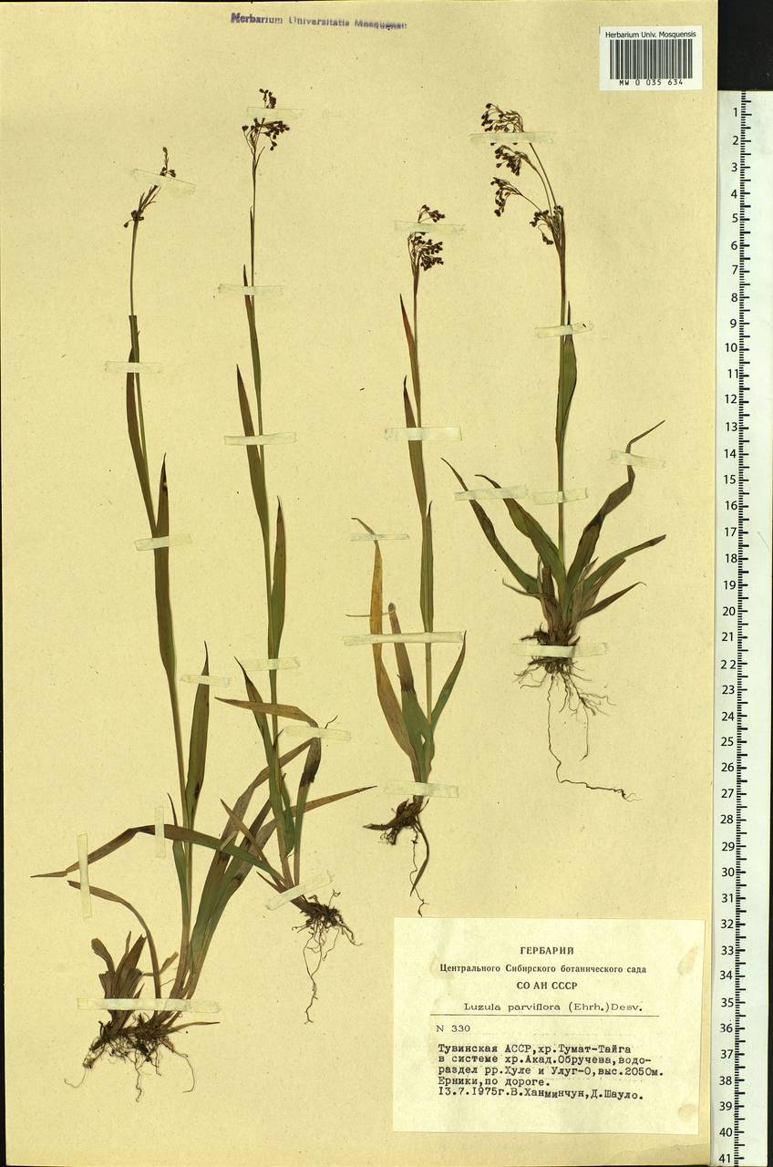 Luzula parviflora (Ehrh.) Desv., Siberia, Altai & Sayany Mountains (S2) (Russia)