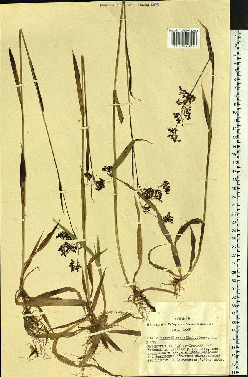 Luzula parviflora (Ehrh.) Desv., Siberia, Altai & Sayany Mountains (S2) (Russia)
