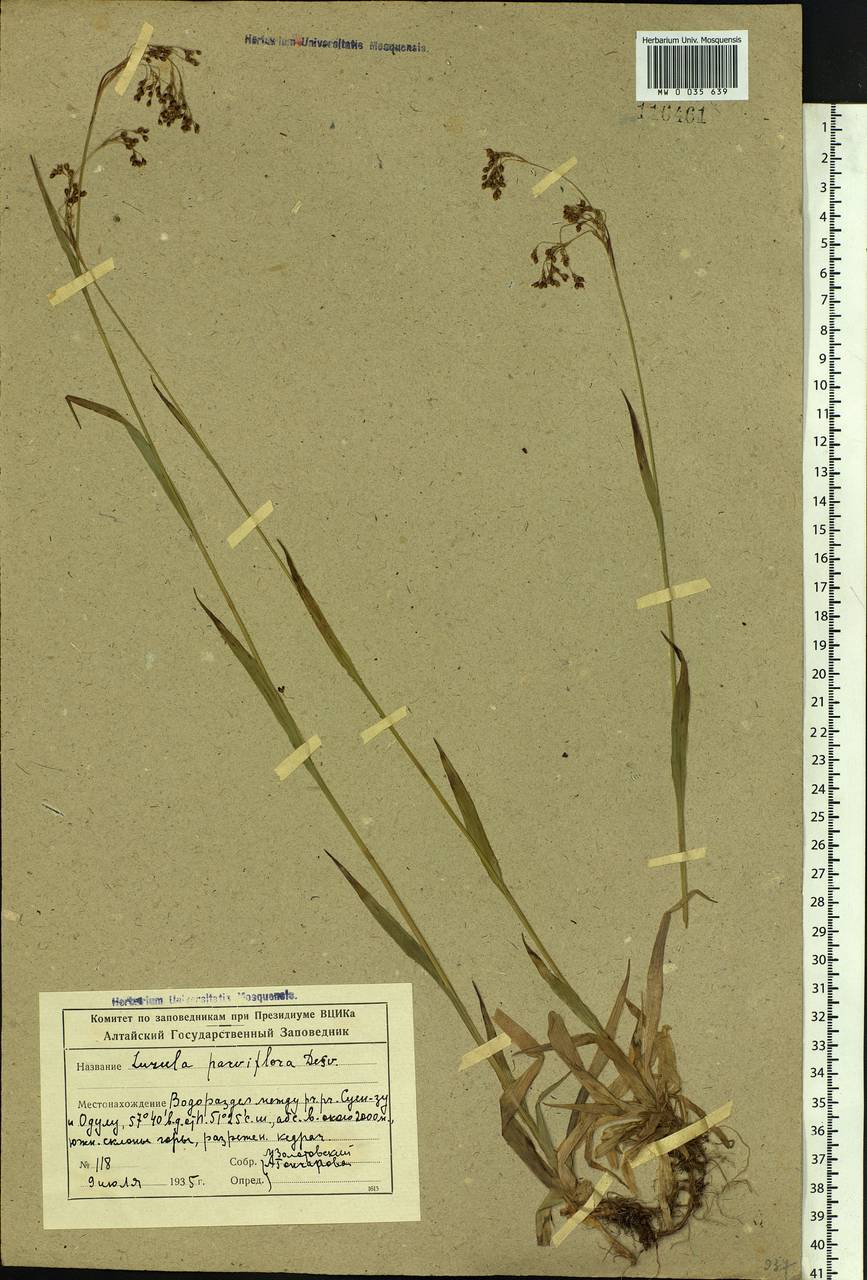 Luzula parviflora (Ehrh.) Desv., Siberia, Altai & Sayany Mountains (S2) (Russia)