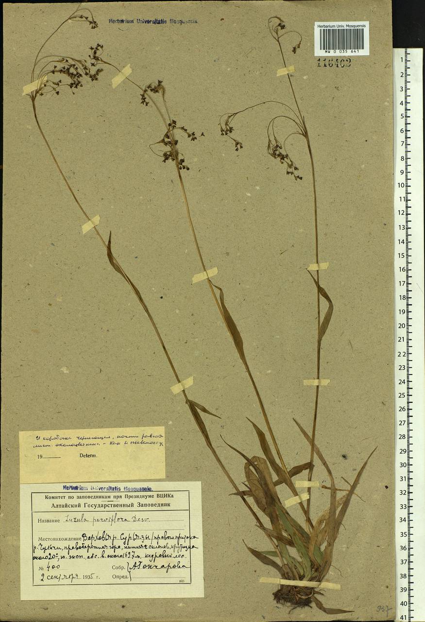 Luzula parviflora (Ehrh.) Desv., Siberia, Altai & Sayany Mountains (S2) (Russia)