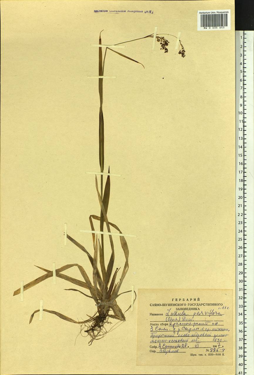 Luzula parviflora (Ehrh.) Desv., Siberia, Altai & Sayany Mountains (S2) (Russia)
