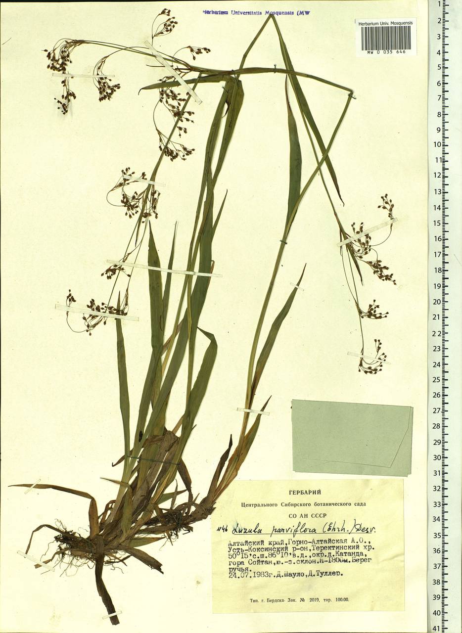 Luzula parviflora (Ehrh.) Desv., Siberia, Altai & Sayany Mountains (S2) (Russia)