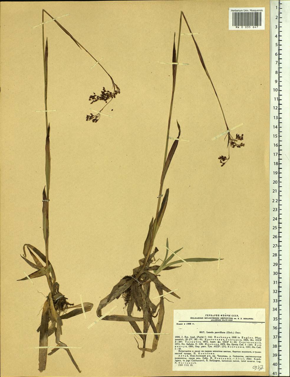 Luzula parviflora (Ehrh.) Desv., Siberia, Altai & Sayany Mountains (S2) (Russia)