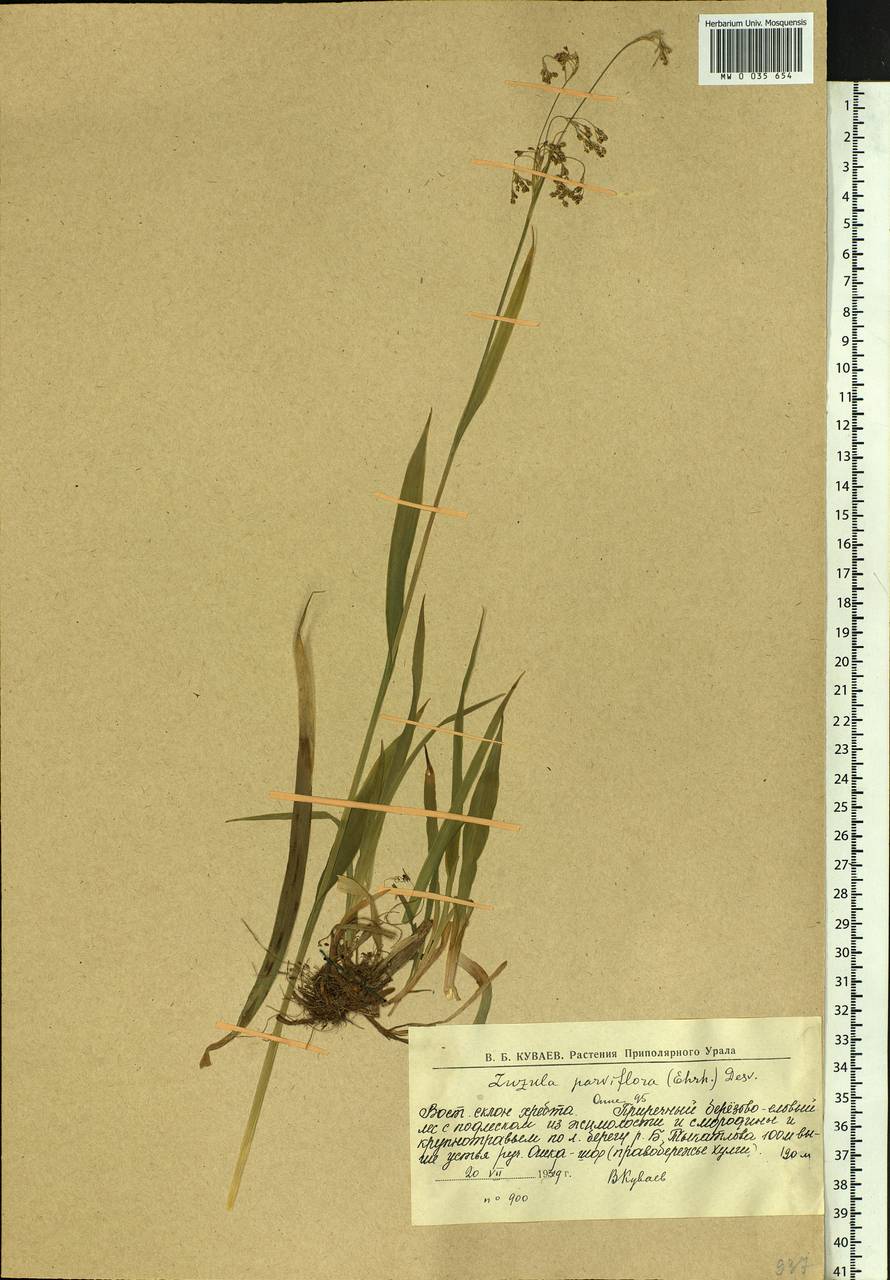 Luzula parviflora (Ehrh.) Desv., Siberia, Western Siberia (S1) (Russia)