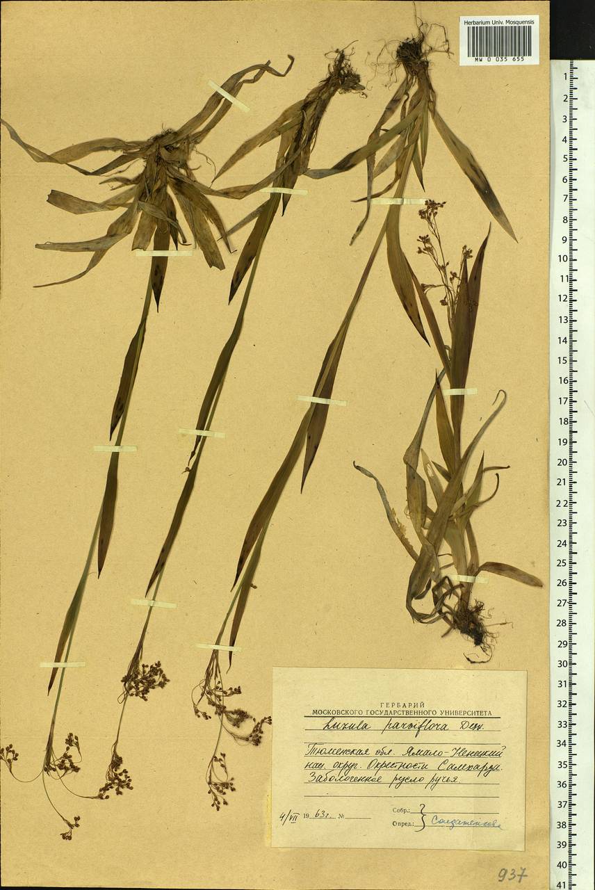 Luzula parviflora (Ehrh.) Desv., Siberia, Western Siberia (S1) (Russia)