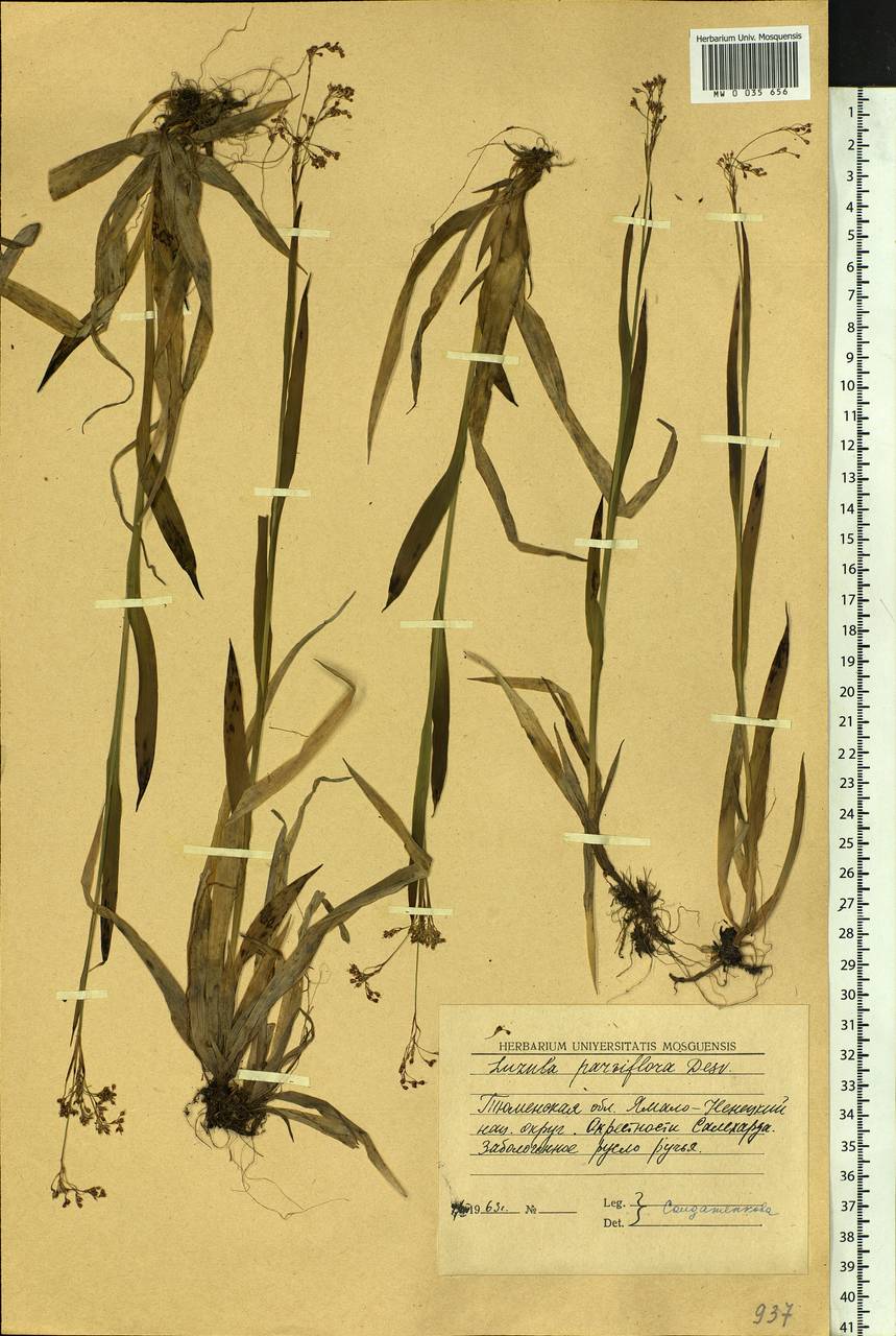 Luzula parviflora (Ehrh.) Desv., Siberia, Western Siberia (S1) (Russia)