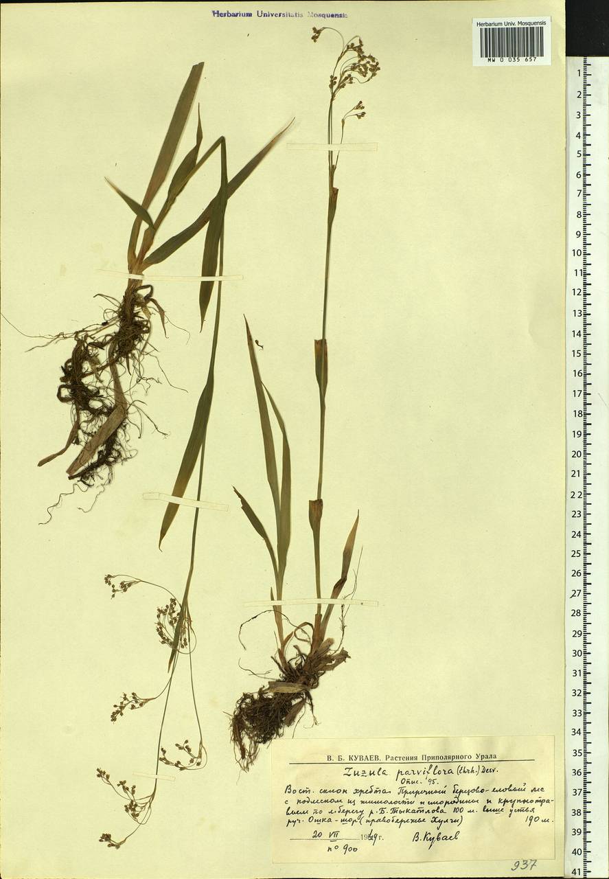 Luzula parviflora (Ehrh.) Desv., Siberia, Western Siberia (S1) (Russia)