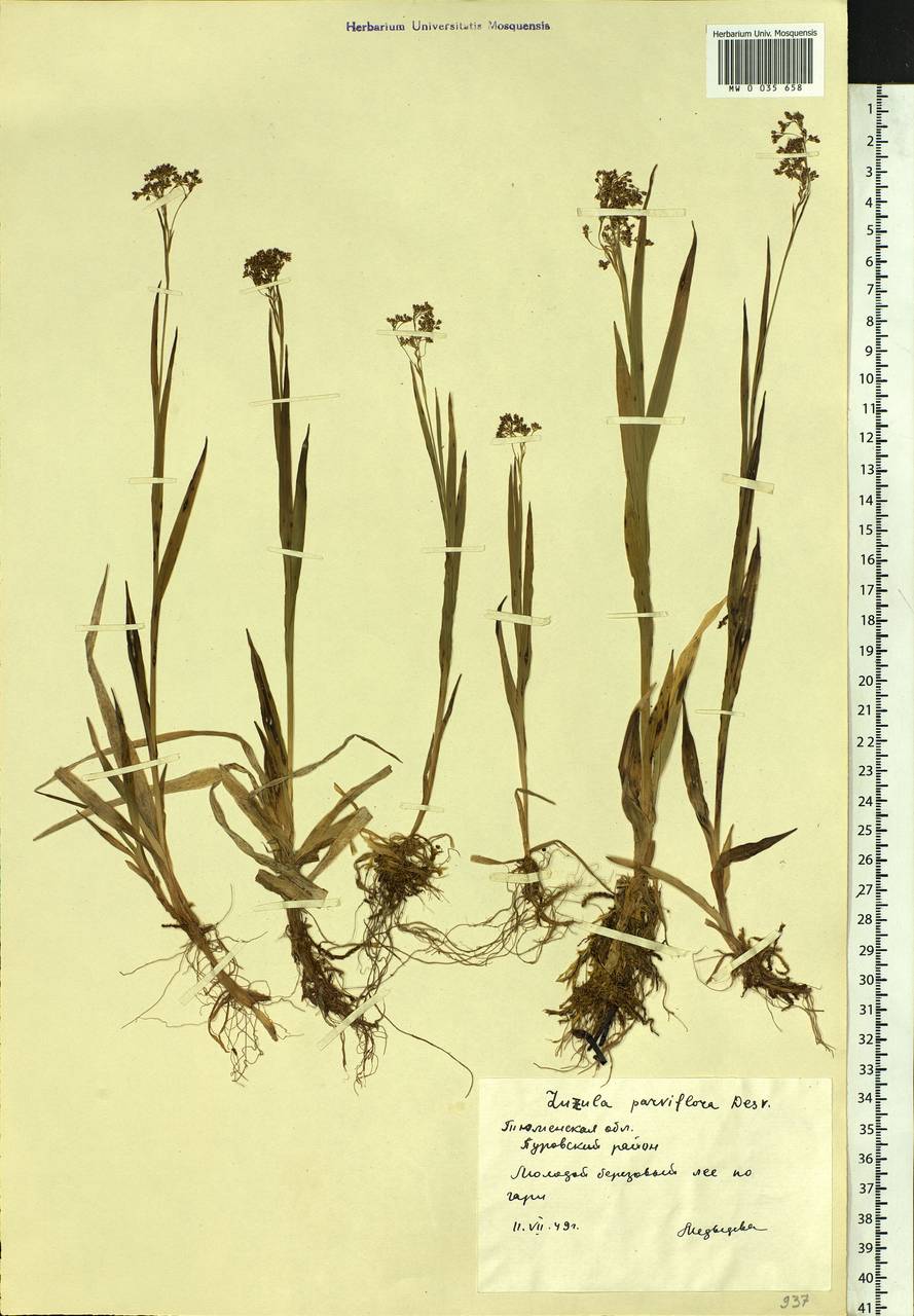 Luzula parviflora (Ehrh.) Desv., Siberia, Western Siberia (S1) (Russia)