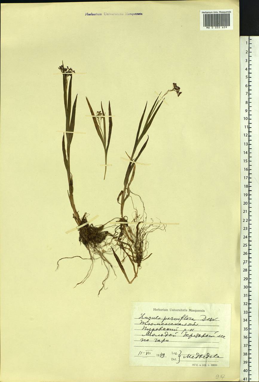 Luzula parviflora (Ehrh.) Desv., Siberia, Western Siberia (S1) (Russia)