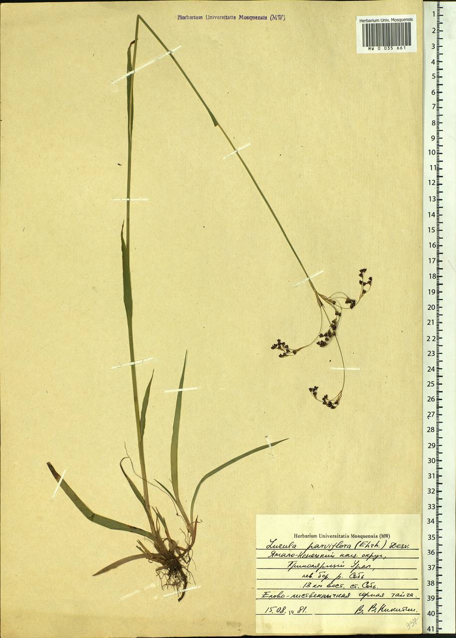 Luzula parviflora (Ehrh.) Desv., Siberia, Western Siberia (S1) (Russia)