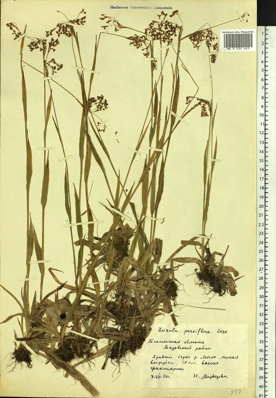 Luzula parviflora (Ehrh.) Desv., Siberia, Western Siberia (S1) (Russia)