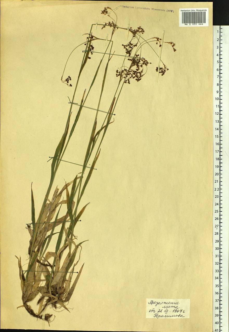 Luzula parviflora (Ehrh.) Desv., Siberia, Western Siberia (S1) (Russia)