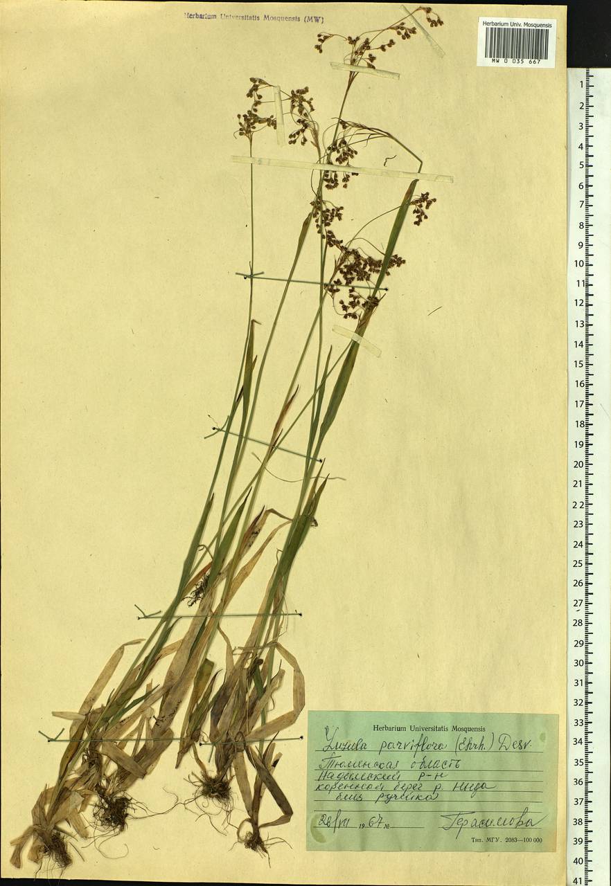 Luzula parviflora (Ehrh.) Desv., Siberia, Western Siberia (S1) (Russia)