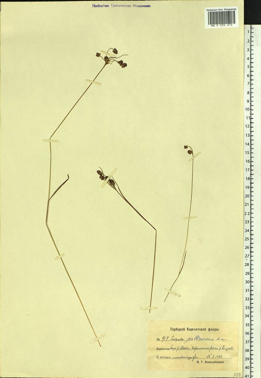 Luzula pallescens Sw., Siberia, Chukotka & Kamchatka (S7) (Russia)