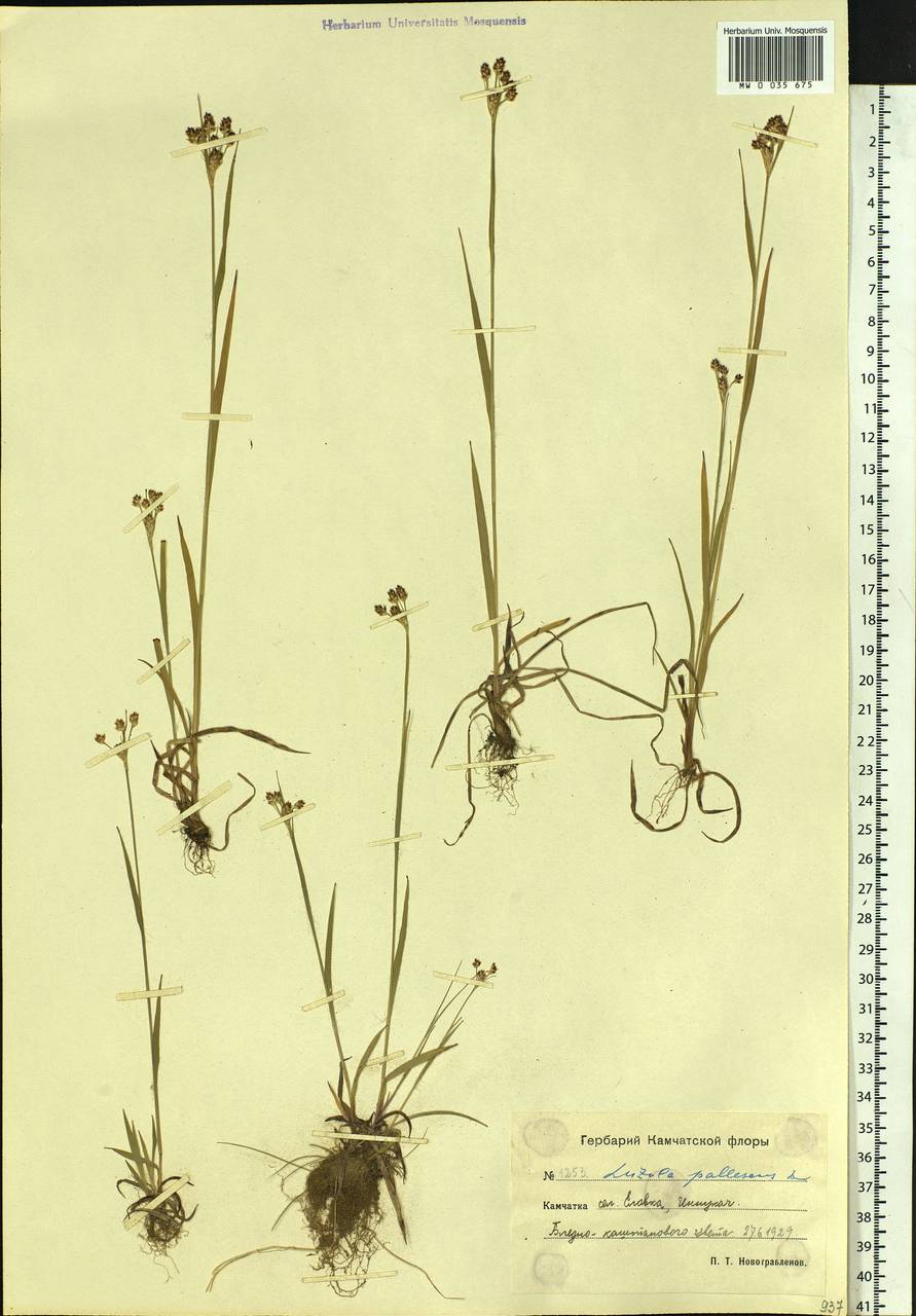 Luzula pallescens Sw., Siberia, Chukotka & Kamchatka (S7) (Russia)