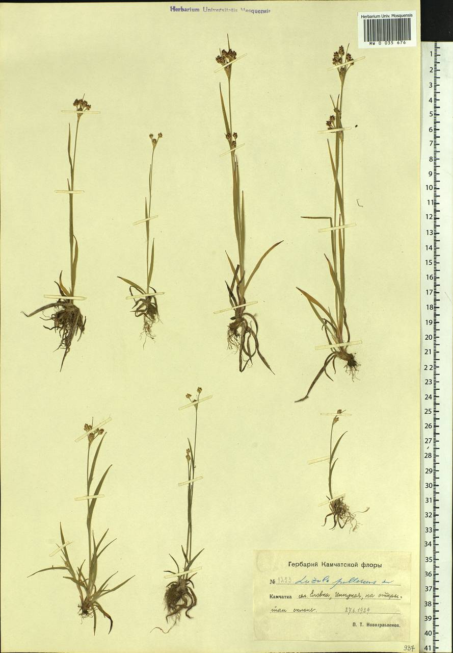Luzula pallescens Sw., Siberia, Chukotka & Kamchatka (S7) (Russia)