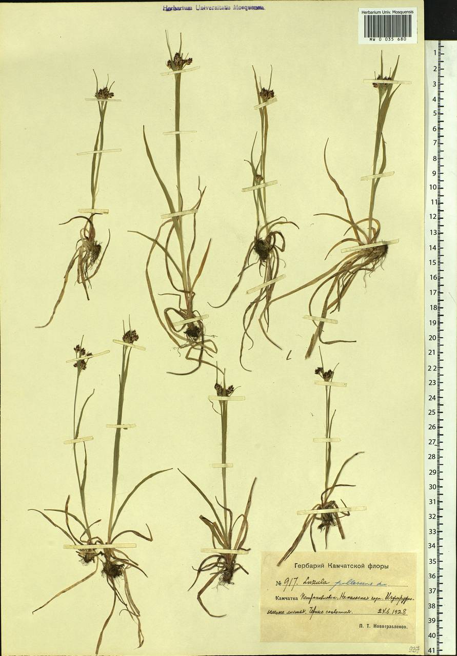 Luzula pallescens Sw., Siberia, Chukotka & Kamchatka (S7) (Russia)