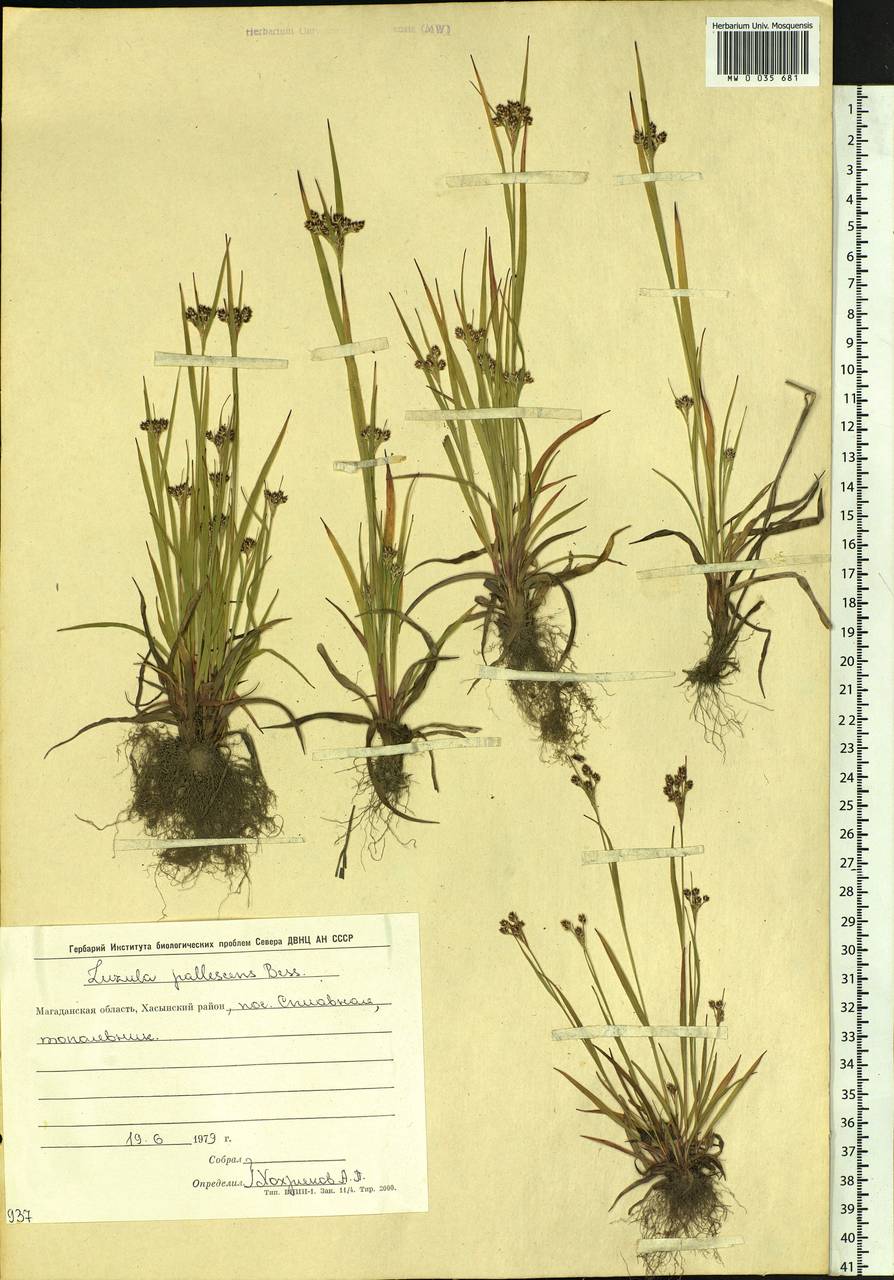 Luzula pallescens Sw., Siberia, Chukotka & Kamchatka (S7) (Russia)