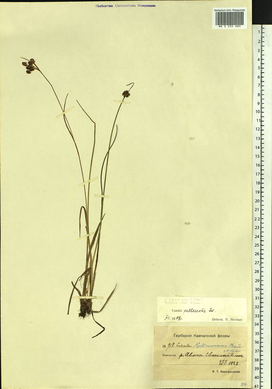 Luzula pallescens Sw., Siberia, Chukotka & Kamchatka (S7) (Russia)