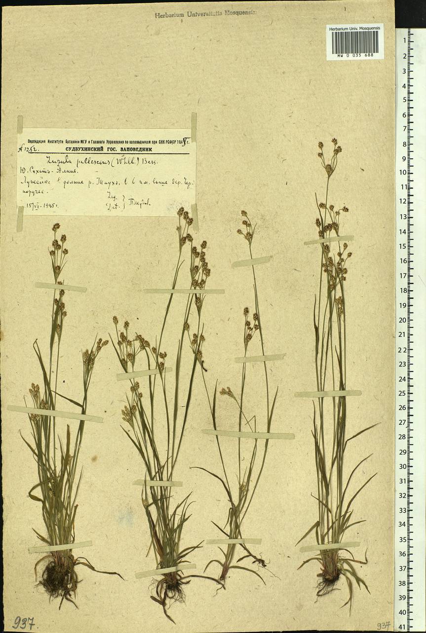 Luzula pallescens Sw., Siberia, Russian Far East (S6) (Russia)