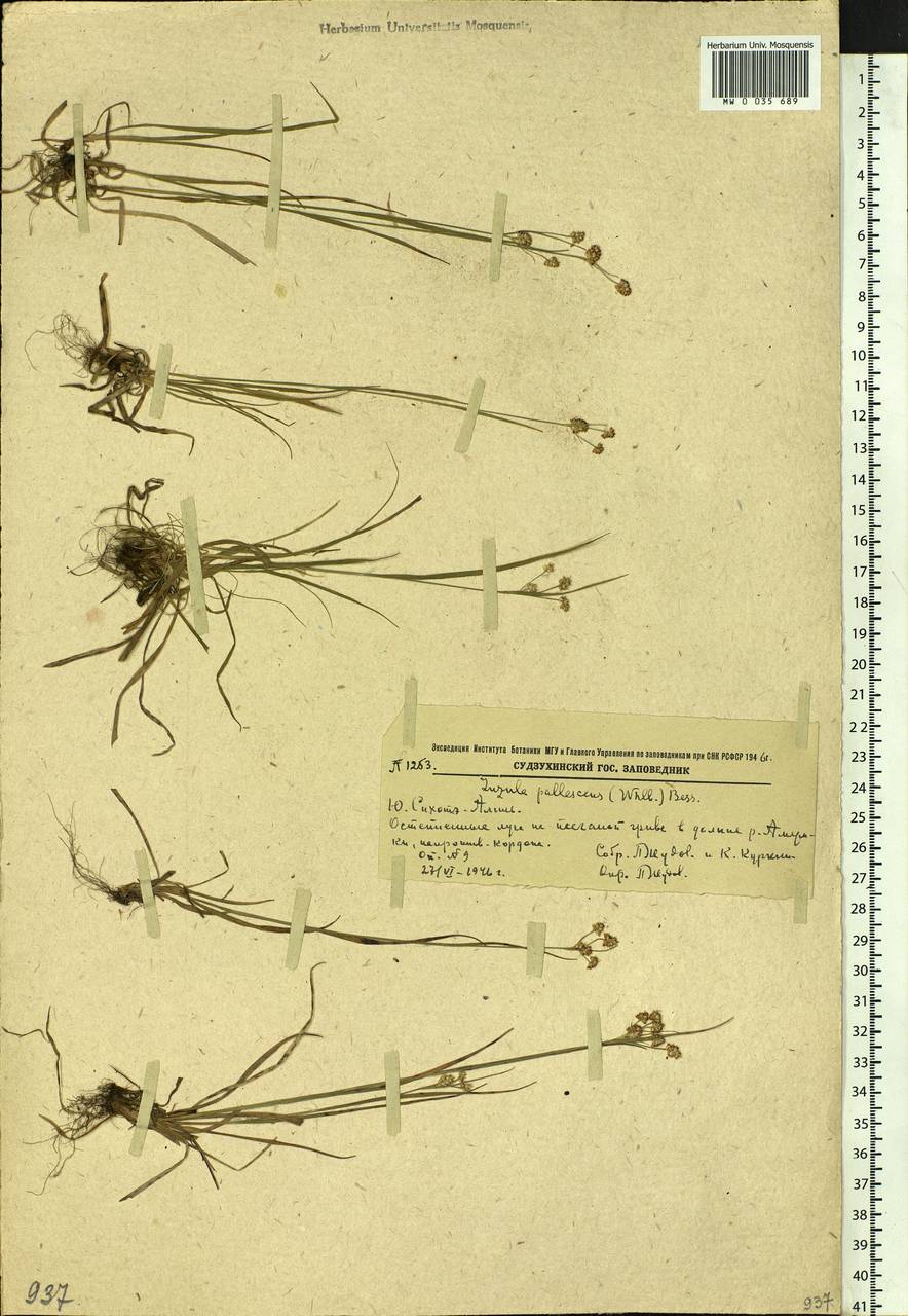 Luzula pallescens Sw., Siberia, Russian Far East (S6) (Russia)