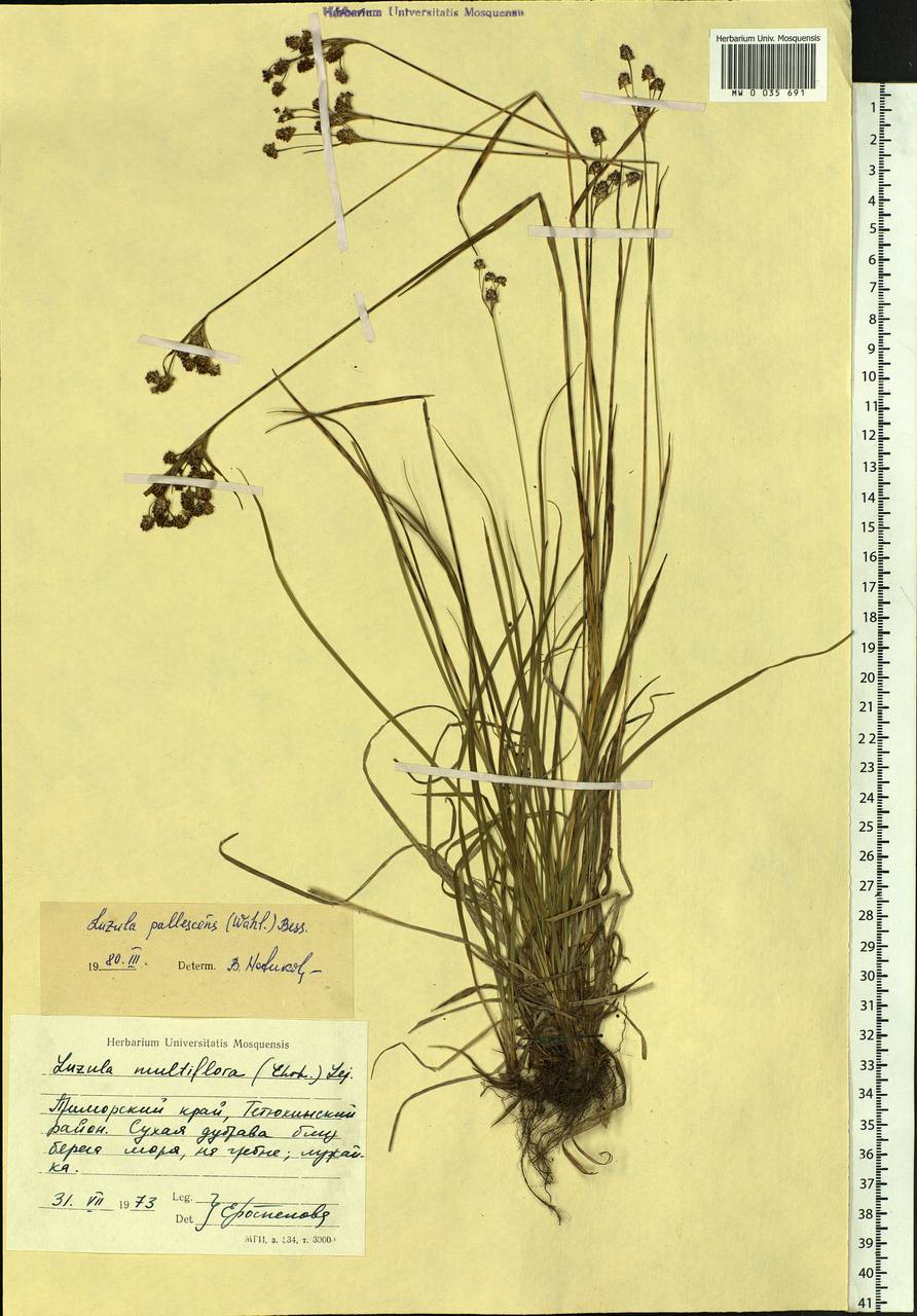 Luzula pallescens Sw., Siberia, Russian Far East (S6) (Russia)