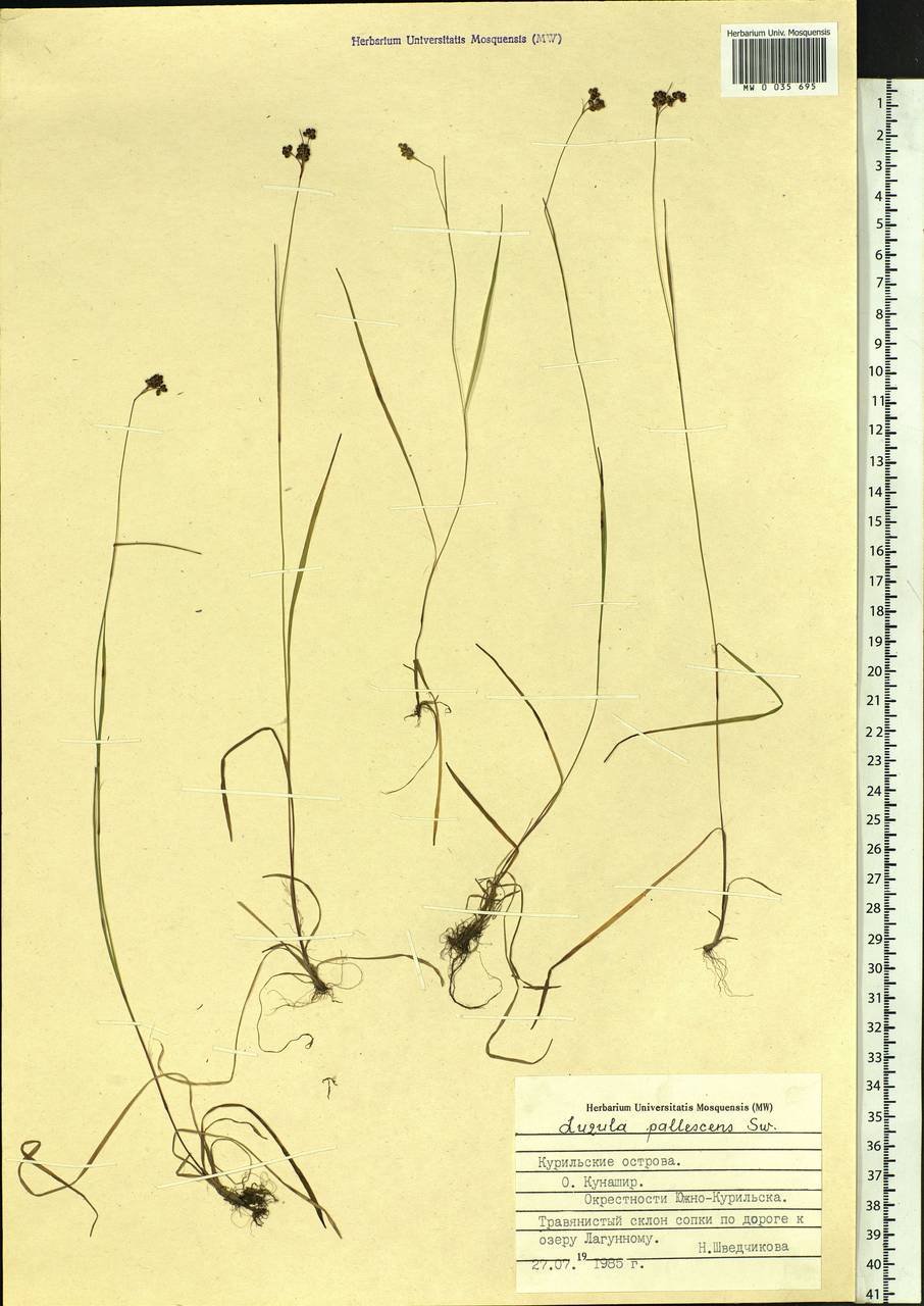 Luzula pallescens Sw., Siberia, Russian Far East (S6) (Russia)