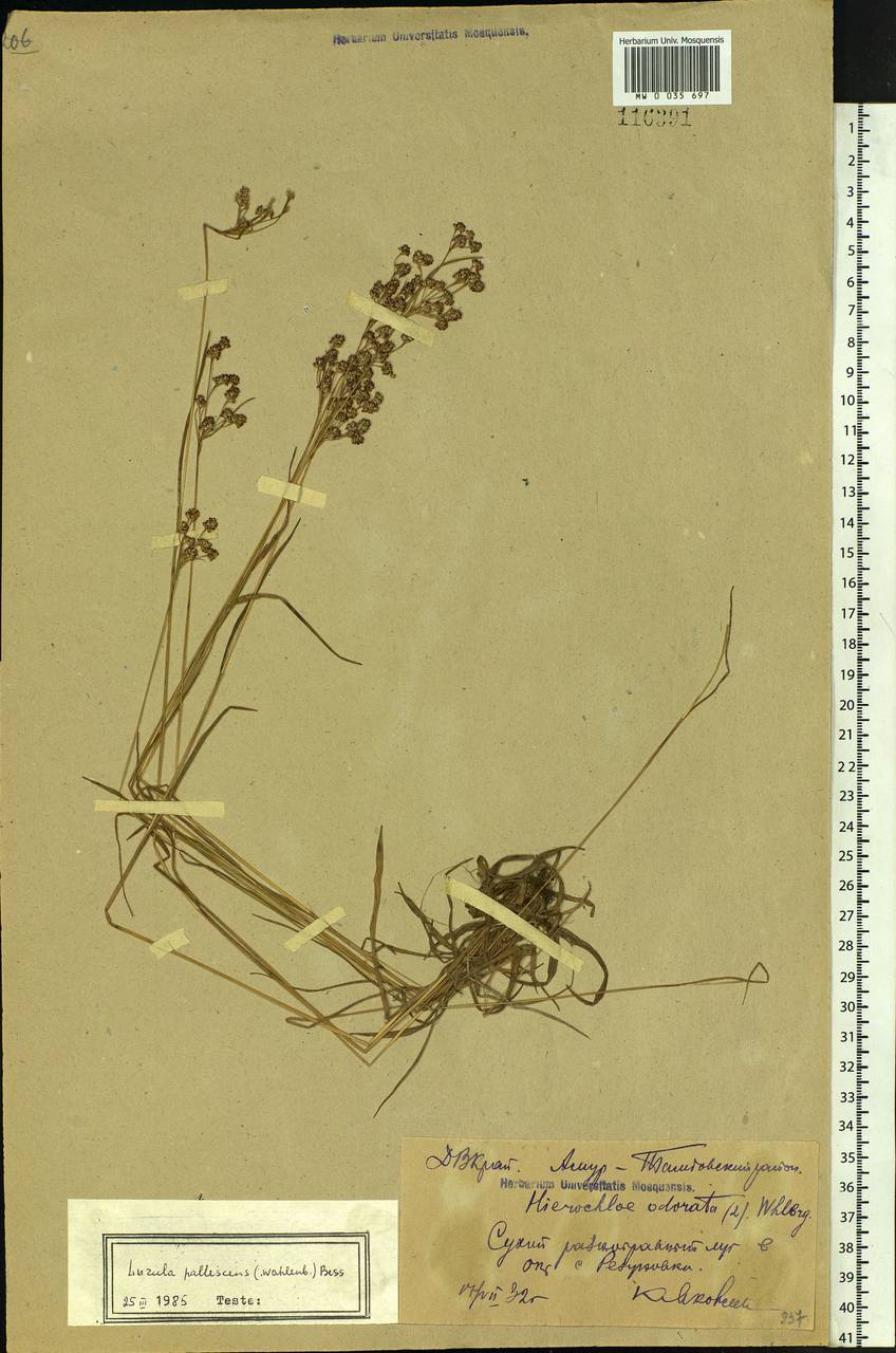 Luzula pallescens Sw., Siberia, Russian Far East (S6) (Russia)