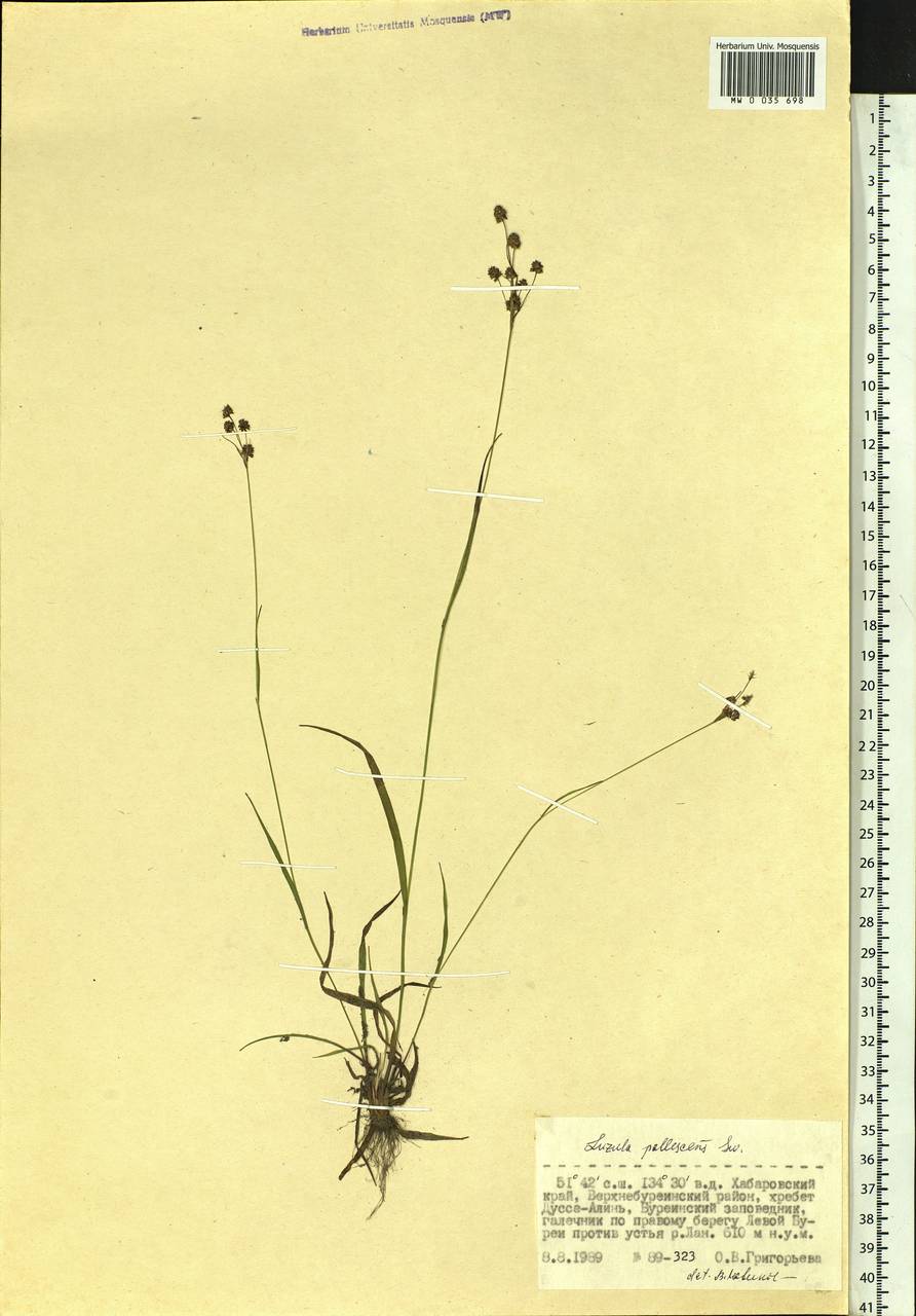 Luzula pallescens Sw., Siberia, Russian Far East (S6) (Russia)