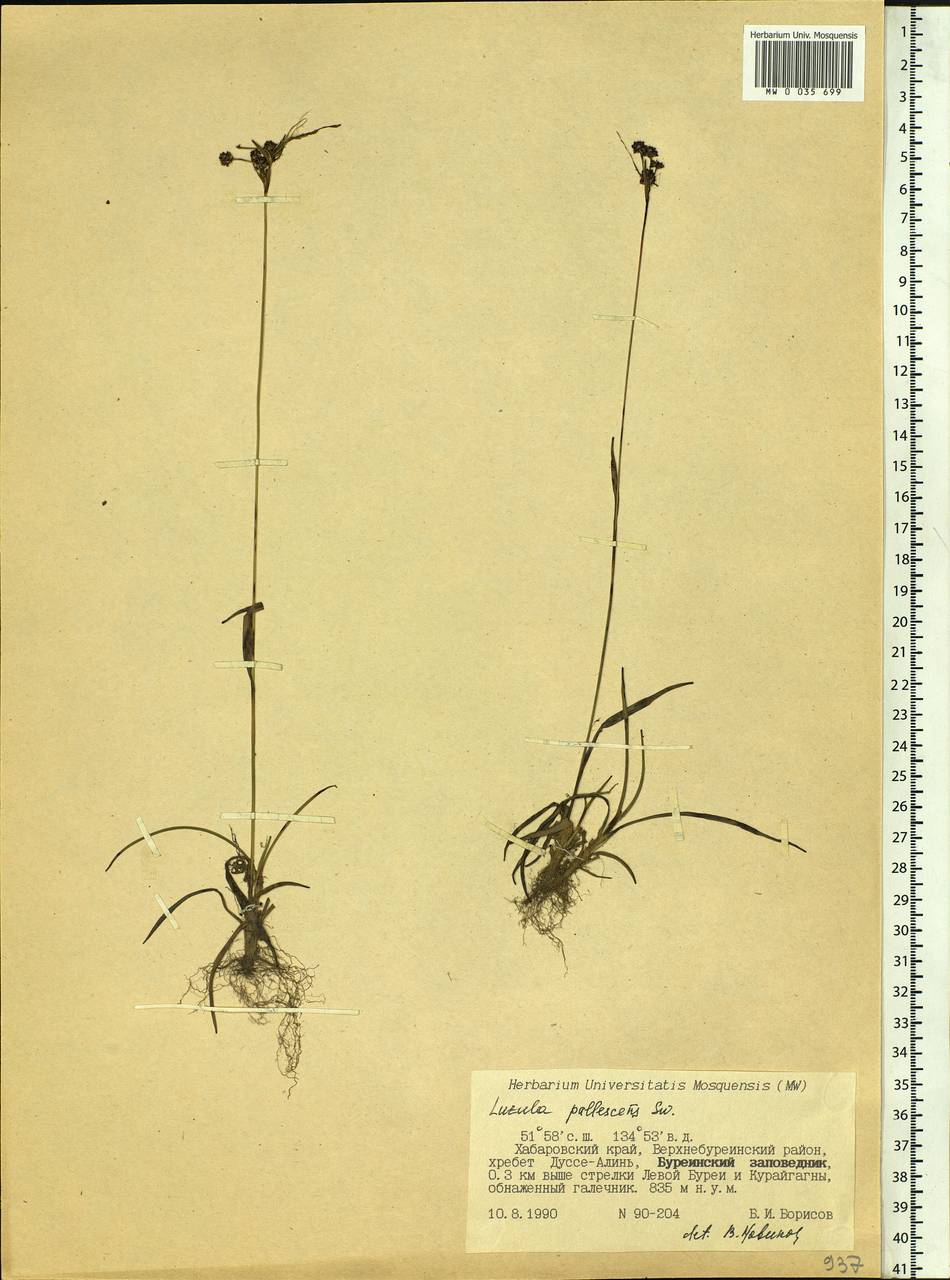 Luzula pallescens Sw., Siberia, Russian Far East (S6) (Russia)
