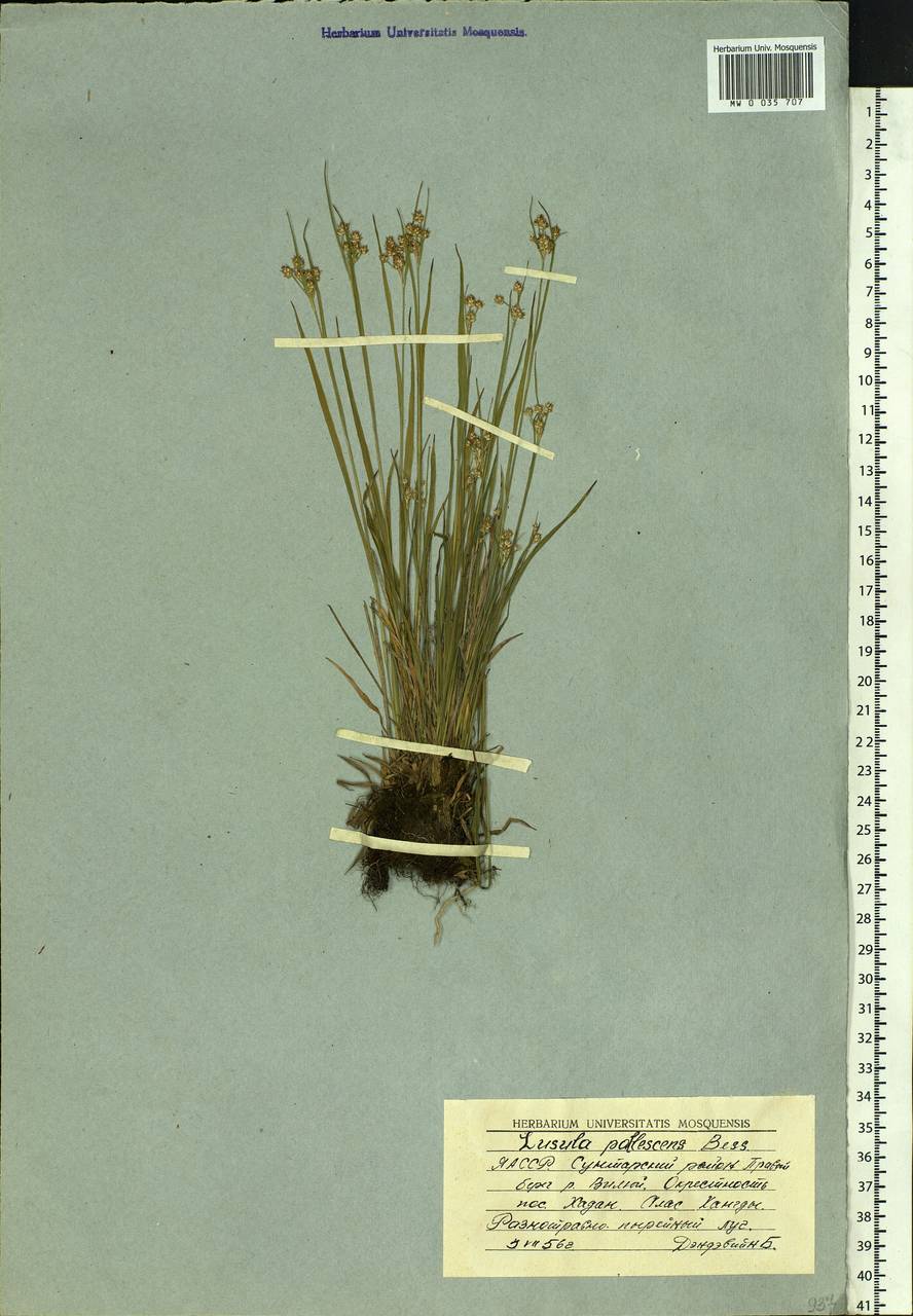 Luzula pallescens Sw., Siberia, Yakutia (S5) (Russia)