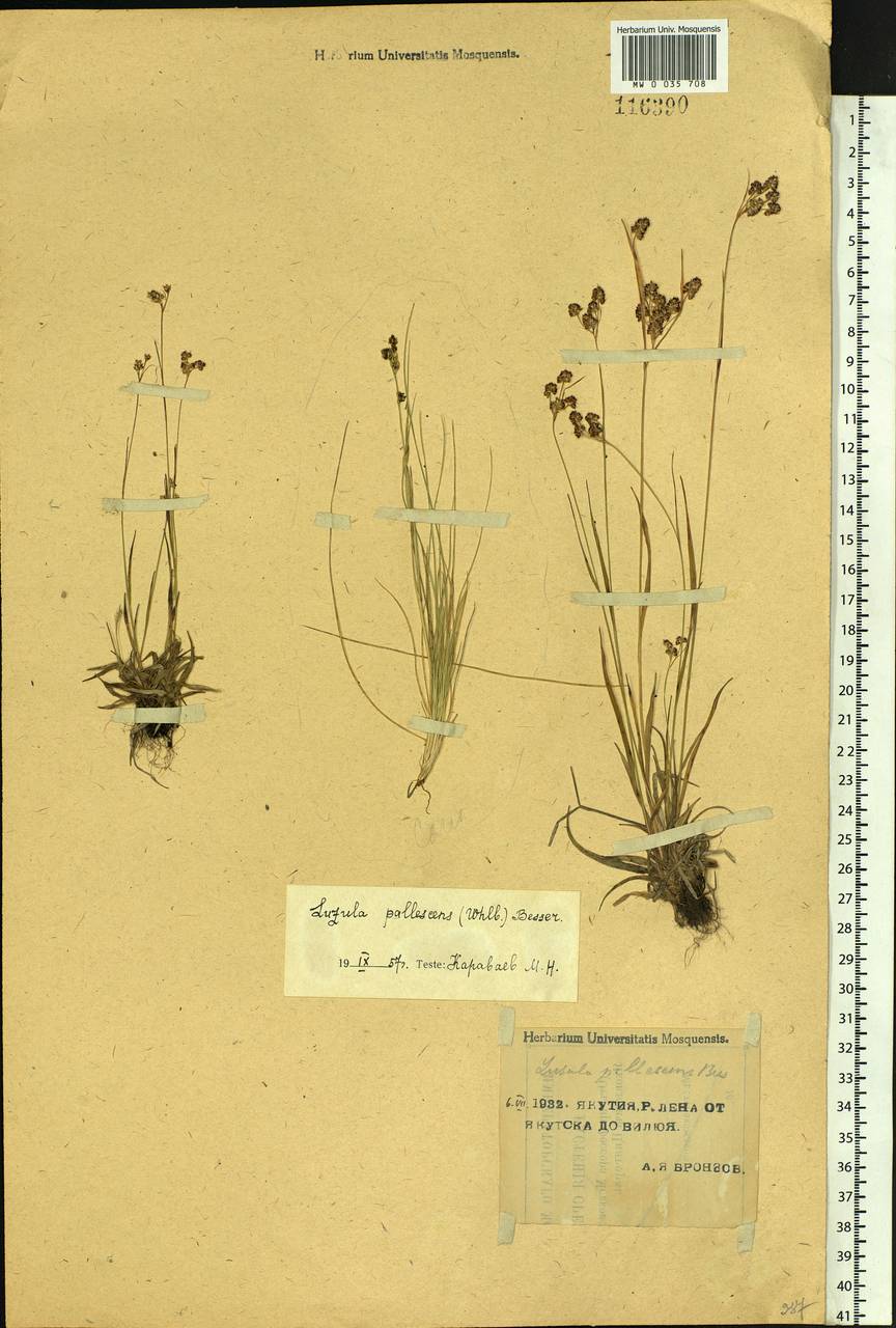Luzula pallescens Sw., Siberia, Yakutia (S5) (Russia)