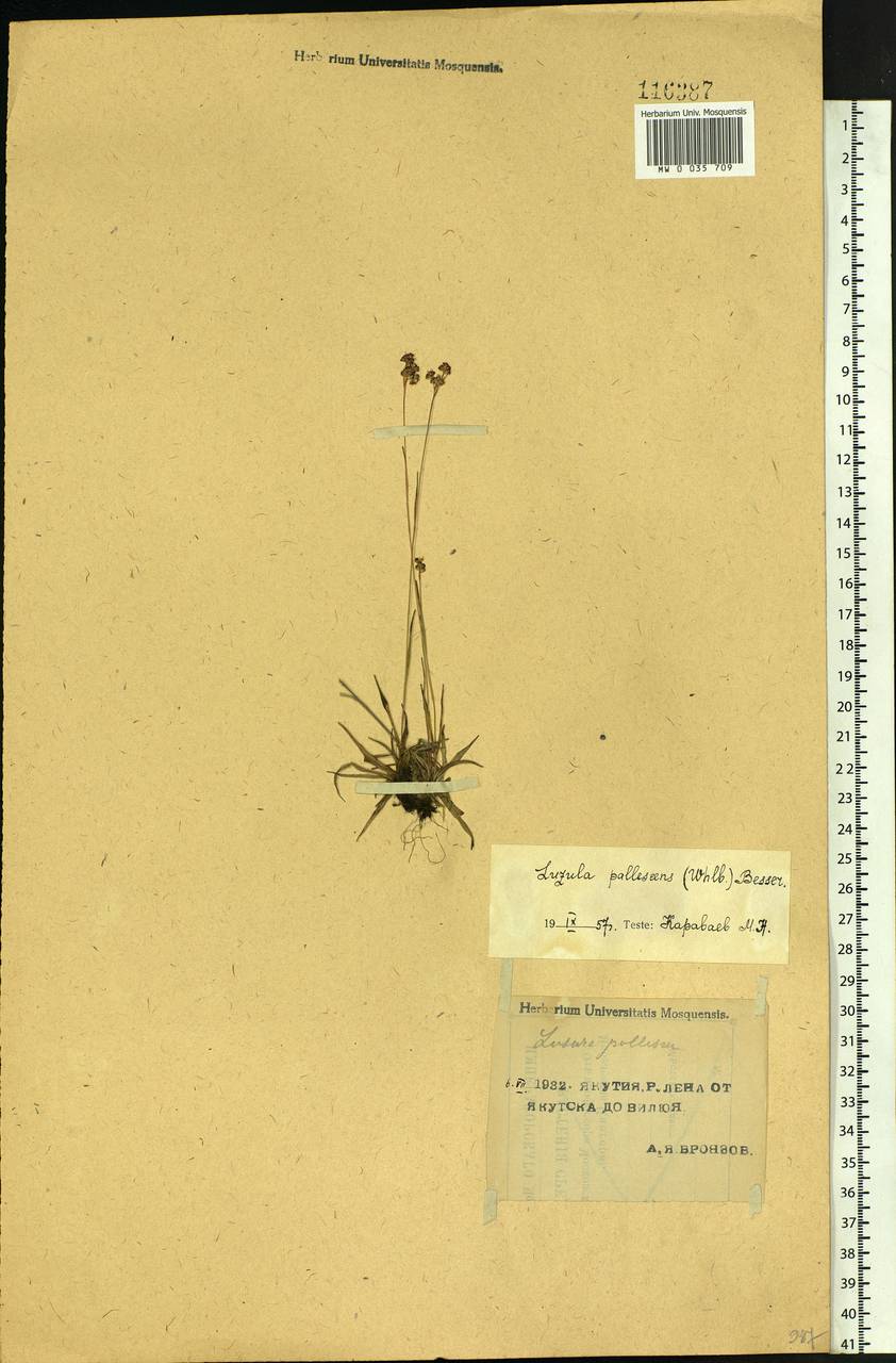 Luzula pallescens Sw., Siberia, Yakutia (S5) (Russia)