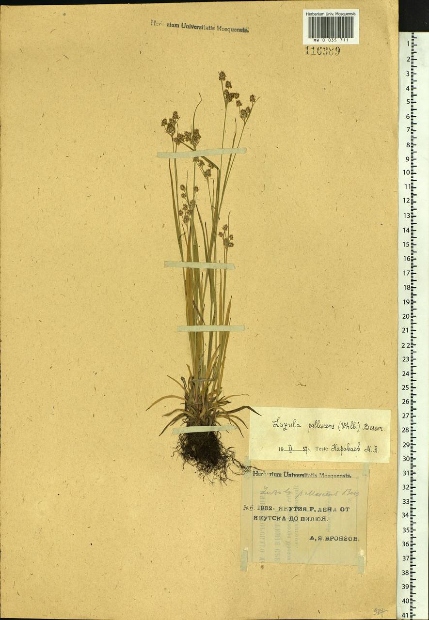 Luzula pallescens Sw., Siberia, Yakutia (S5) (Russia)