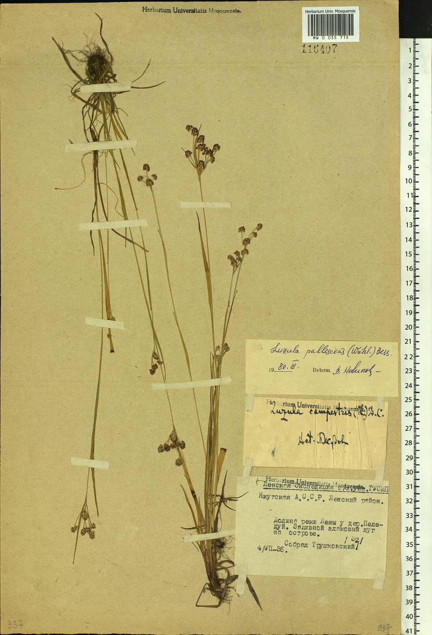 Luzula pallescens Sw., Siberia, Yakutia (S5) (Russia)