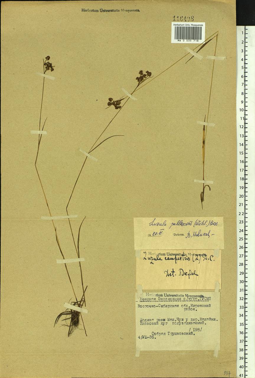 Luzula pallescens Sw., Siberia, Baikal & Transbaikal region (S4) (Russia)