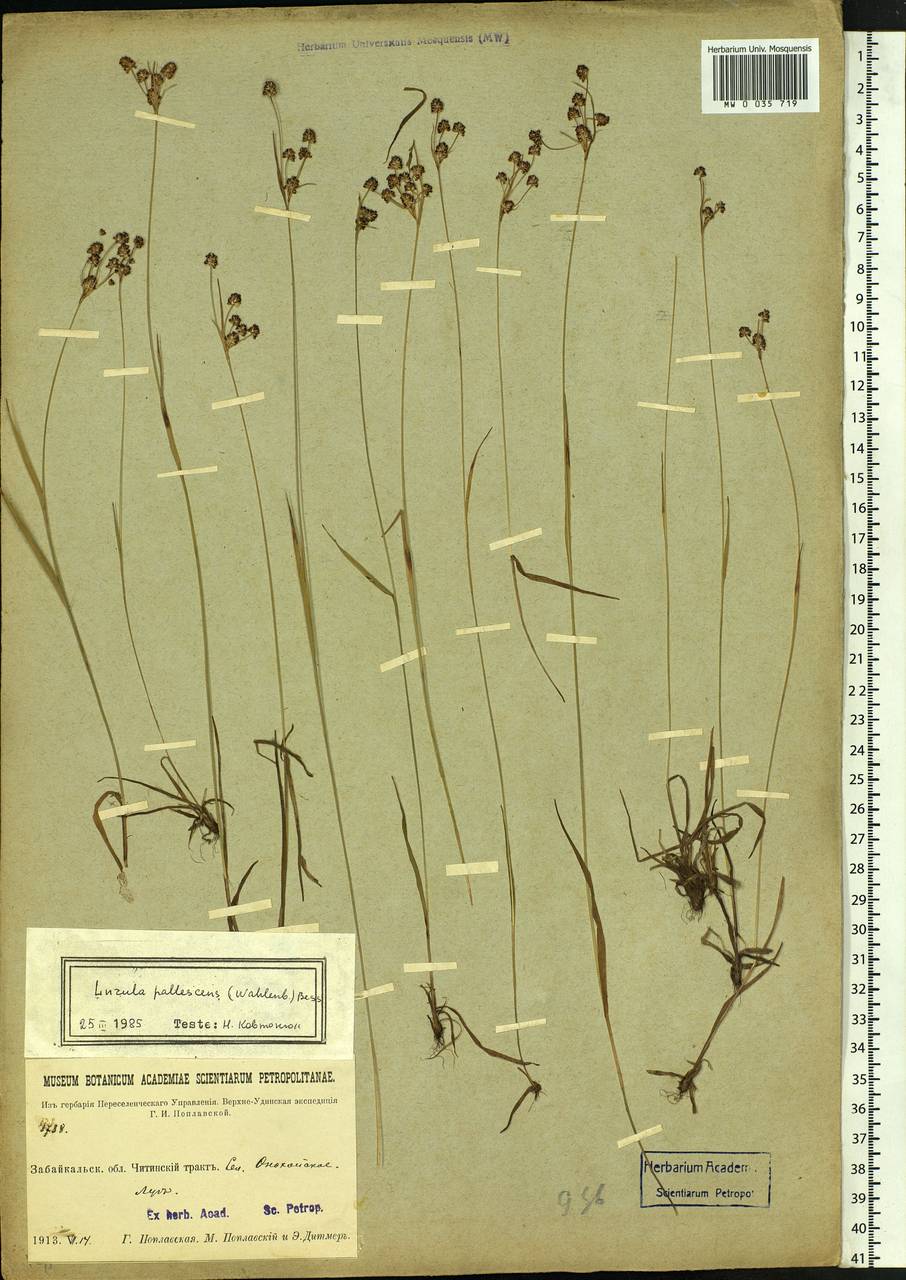 Luzula pallescens Sw., Siberia, Baikal & Transbaikal region (S4) (Russia)