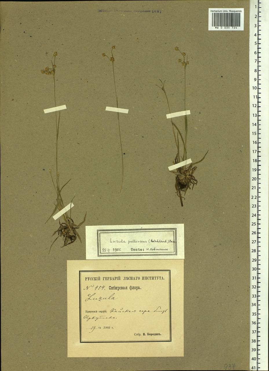 Luzula pallescens Sw., Siberia, Baikal & Transbaikal region (S4) (Russia)