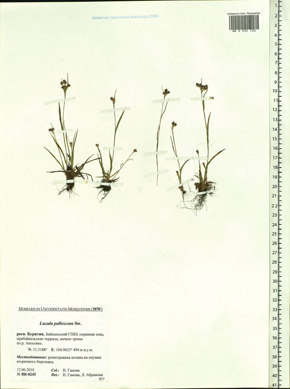 Luzula pallescens Sw., Siberia, Baikal & Transbaikal region (S4) (Russia)