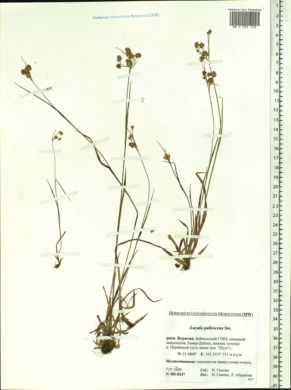 Luzula pallescens Sw., Siberia, Baikal & Transbaikal region (S4) (Russia)
