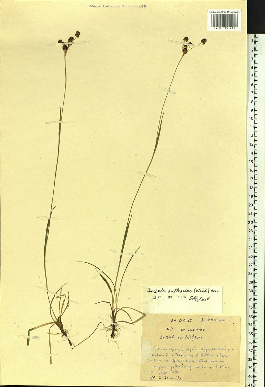 Luzula pallescens Sw., Siberia, Central Siberia (S3) (Russia)