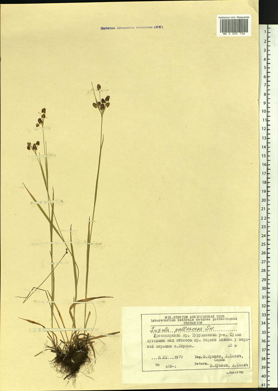 Luzula pallescens Sw., Siberia, Central Siberia (S3) (Russia)