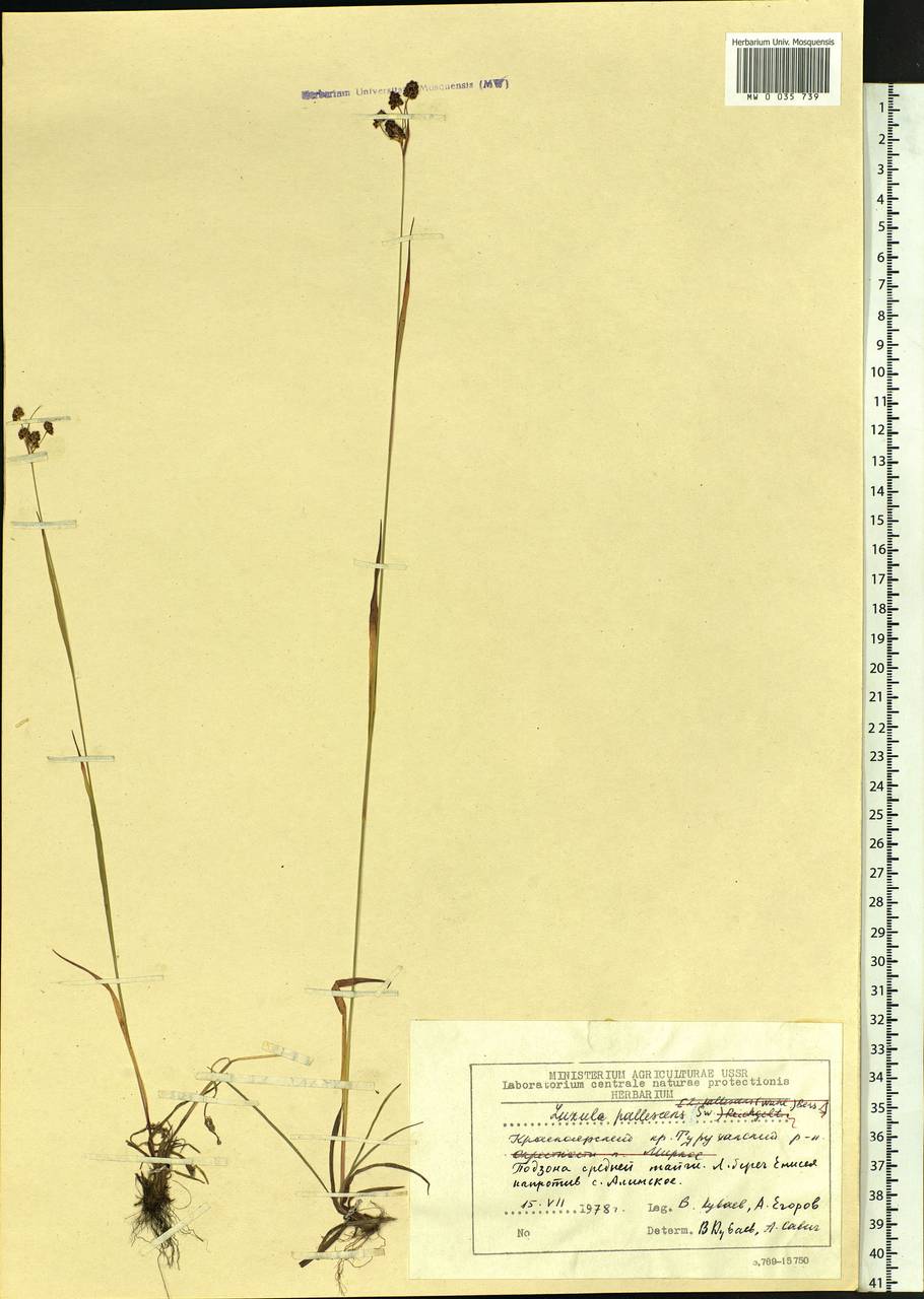 Luzula pallescens Sw., Siberia, Central Siberia (S3) (Russia)
