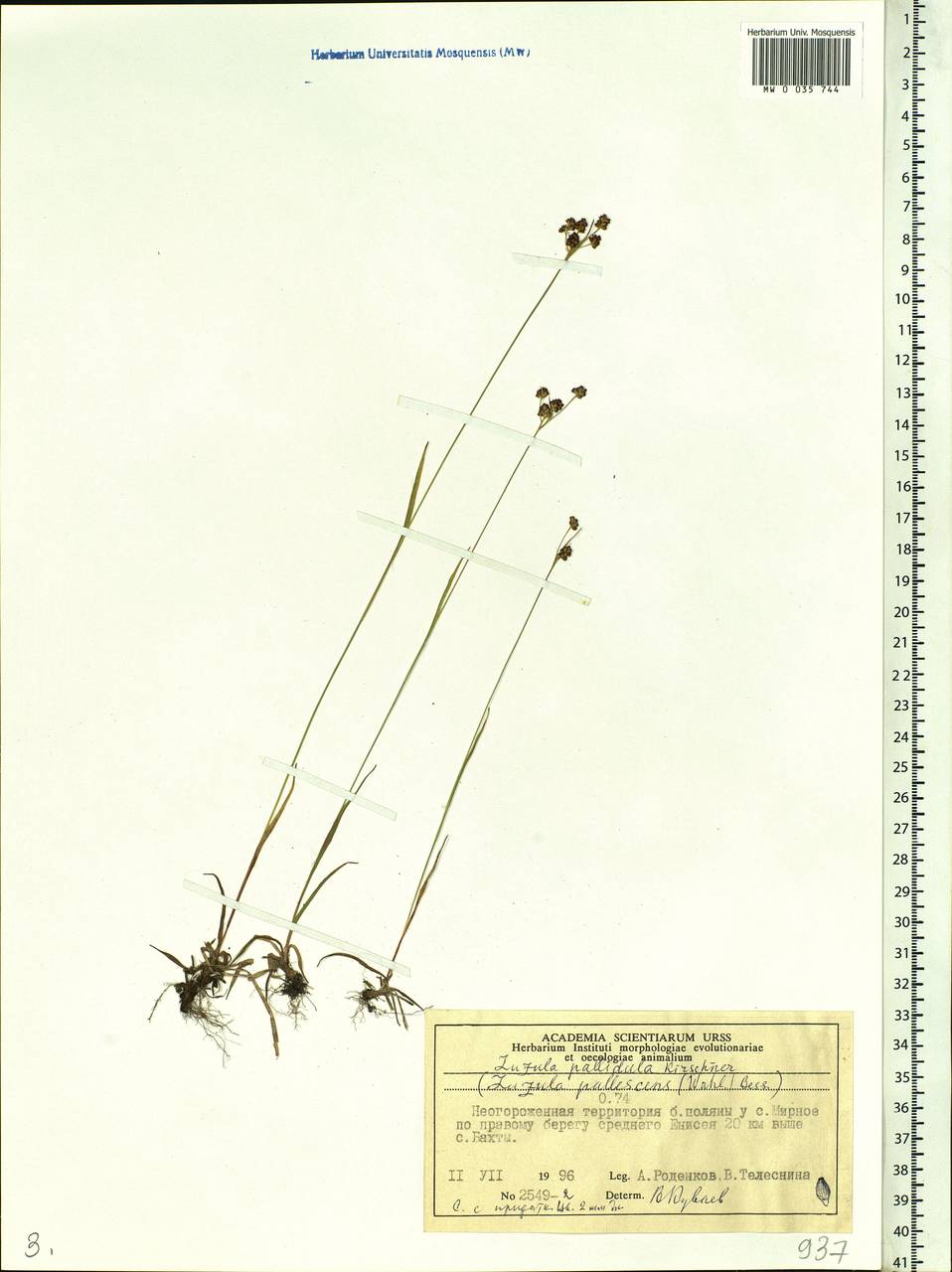Luzula pallescens Sw., Siberia, Central Siberia (S3) (Russia)