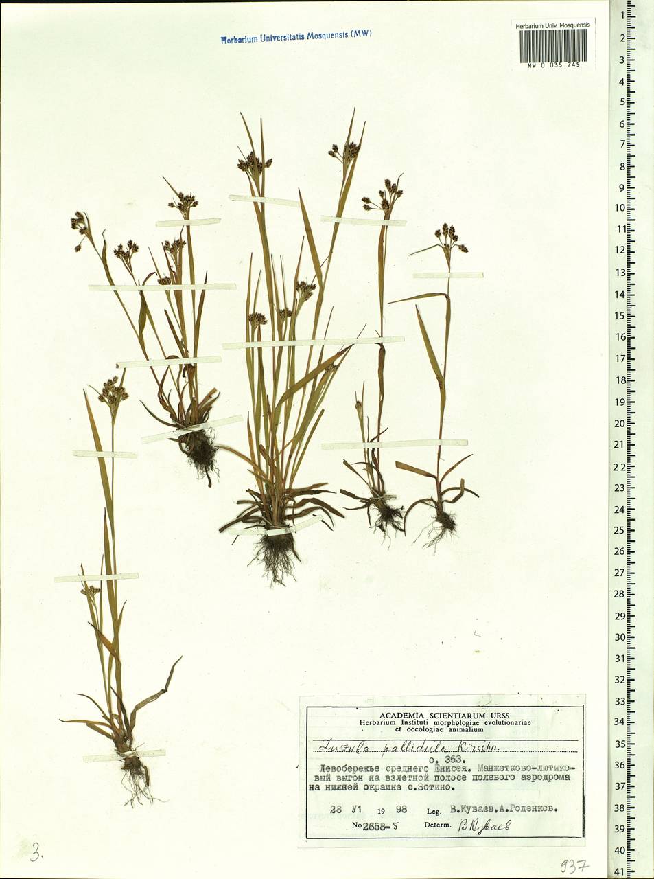 Luzula pallescens Sw., Siberia, Central Siberia (S3) (Russia)